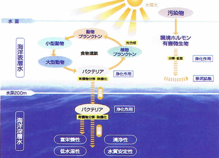 海洋深層水の生成過程の模式図