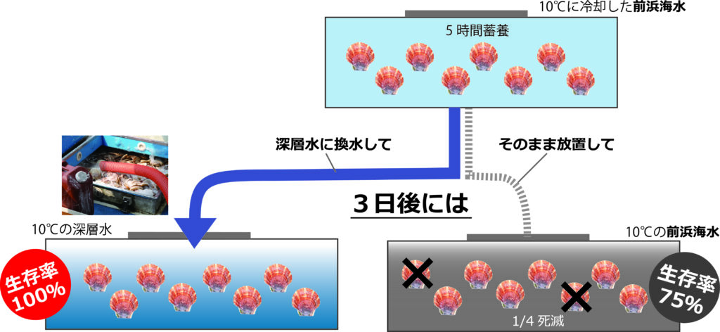 深層水運搬で活魚の生存率が改善する研究結果