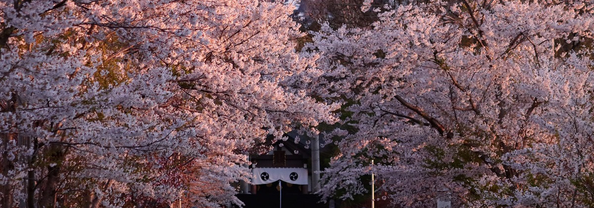 岩内神社桜